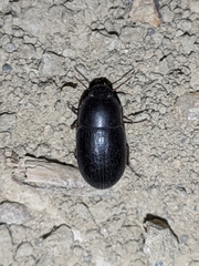 Crypticus gibbulus