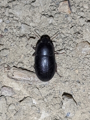 Crypticus gibbulus