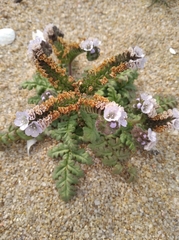Phacelia artemisioides
