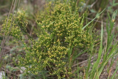Thesium commutatum