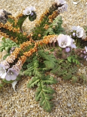 Phacelia artemisioides