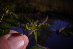 Bidens discoidea
