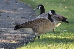 Branta canadensis moffitti