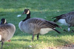 Branta canadensis moffitti