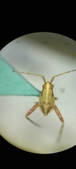 Heteroptera