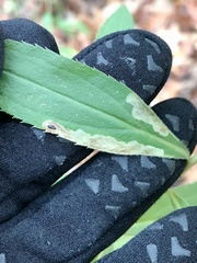 Calycomyza solidaginis