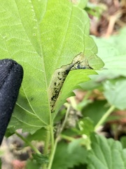 Agromyza pseudoreptans