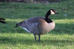Branta canadensis moffitti