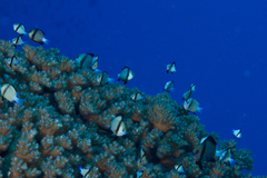 Dascyllus reticulatus