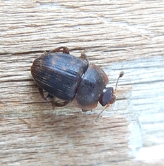 Stelidota octomaculata