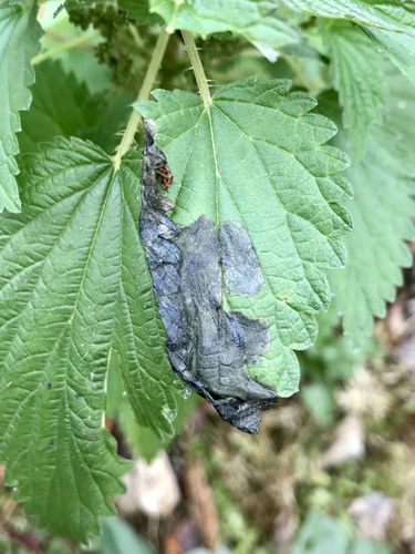 Agromyza reptans