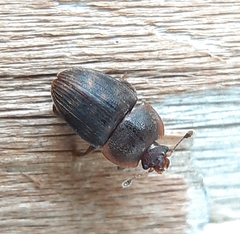 Stelidota octomaculata