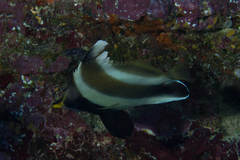 Heniochus chrysostomus