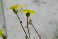 Senecio littoreus