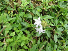 Richardia grandiflora