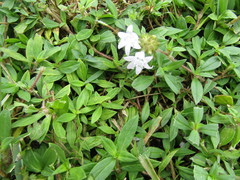 Richardia grandiflora