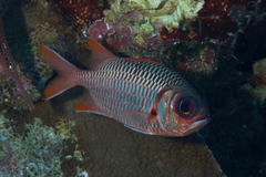 Myripristis violacea