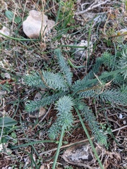 Seseli dichotomum
