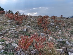 Rhus coriaria