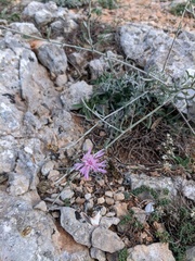 Centaurea caprina