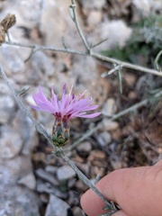 Centaurea caprina