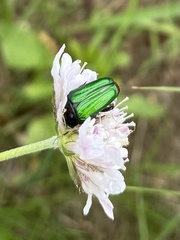 Leucocelis haemorrhoidalis