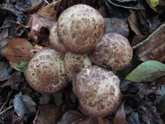 Psathyrella duchesnayensis