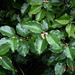 Elaeagnus macrophylla - Photo (c) peganum, algunos derechos reservados (CC BY-SA)