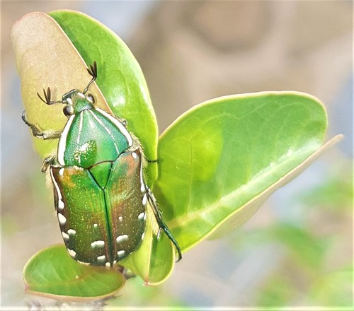 Rhabdotis intermedia