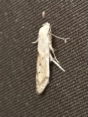 Blastobasis lacticolella