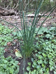 Allium schoenoprasum