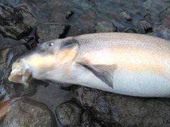 Catostomus macrocheilus