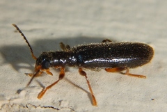 Cymatodera bicolor