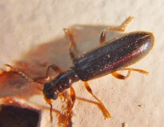 Cymatodera bicolor