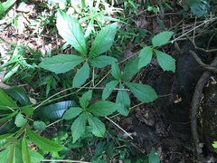 Cyphostemma hypoleucum