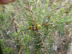 Phylica strigulosa