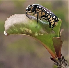 Rhabdotis intermedia