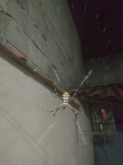 Argiope argentata