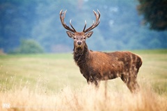 Cervus elaphus