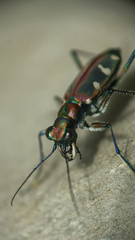 Cosmodela virgula
