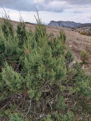 Juniperus excelsa