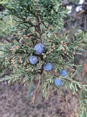 Juniperus excelsa