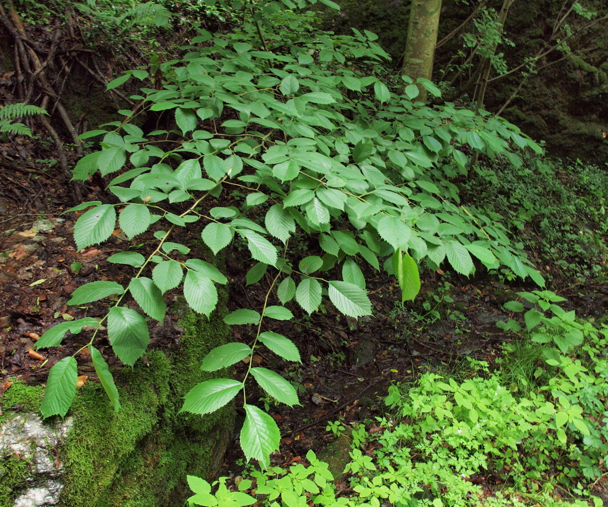 Ulmus X hollandica