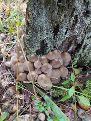 Coprinellus