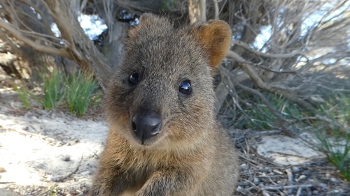 Quokka (Setonix brachyurus)