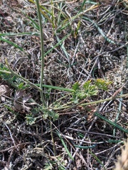 Pimpinella tragium