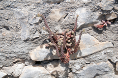 Petrosedum ochroleucum