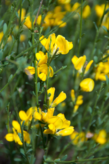 Genista cinerea
