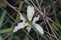 Iris fernaldii