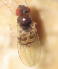 Mycodrosophila